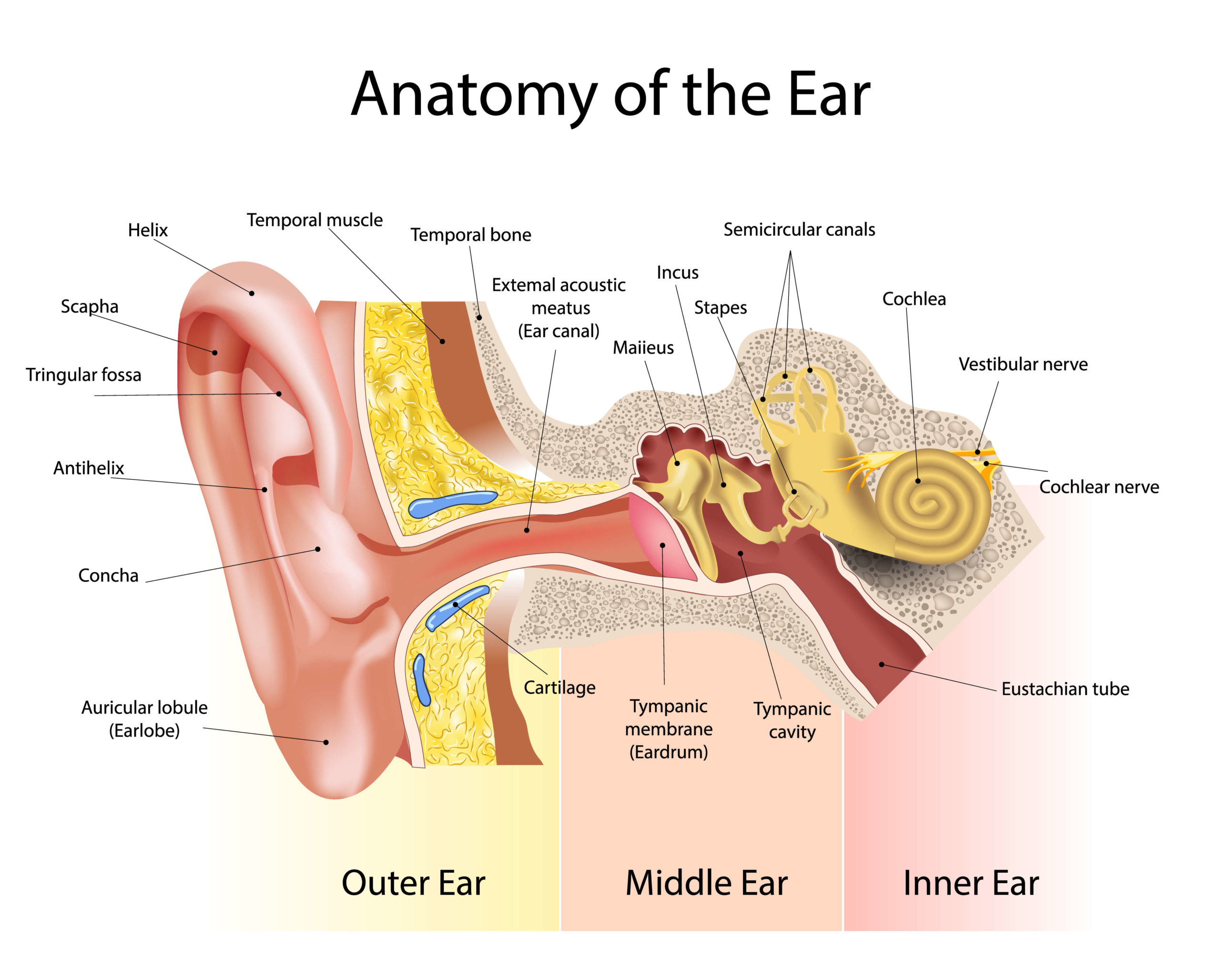 Infinity-Hearing-hearing-loss